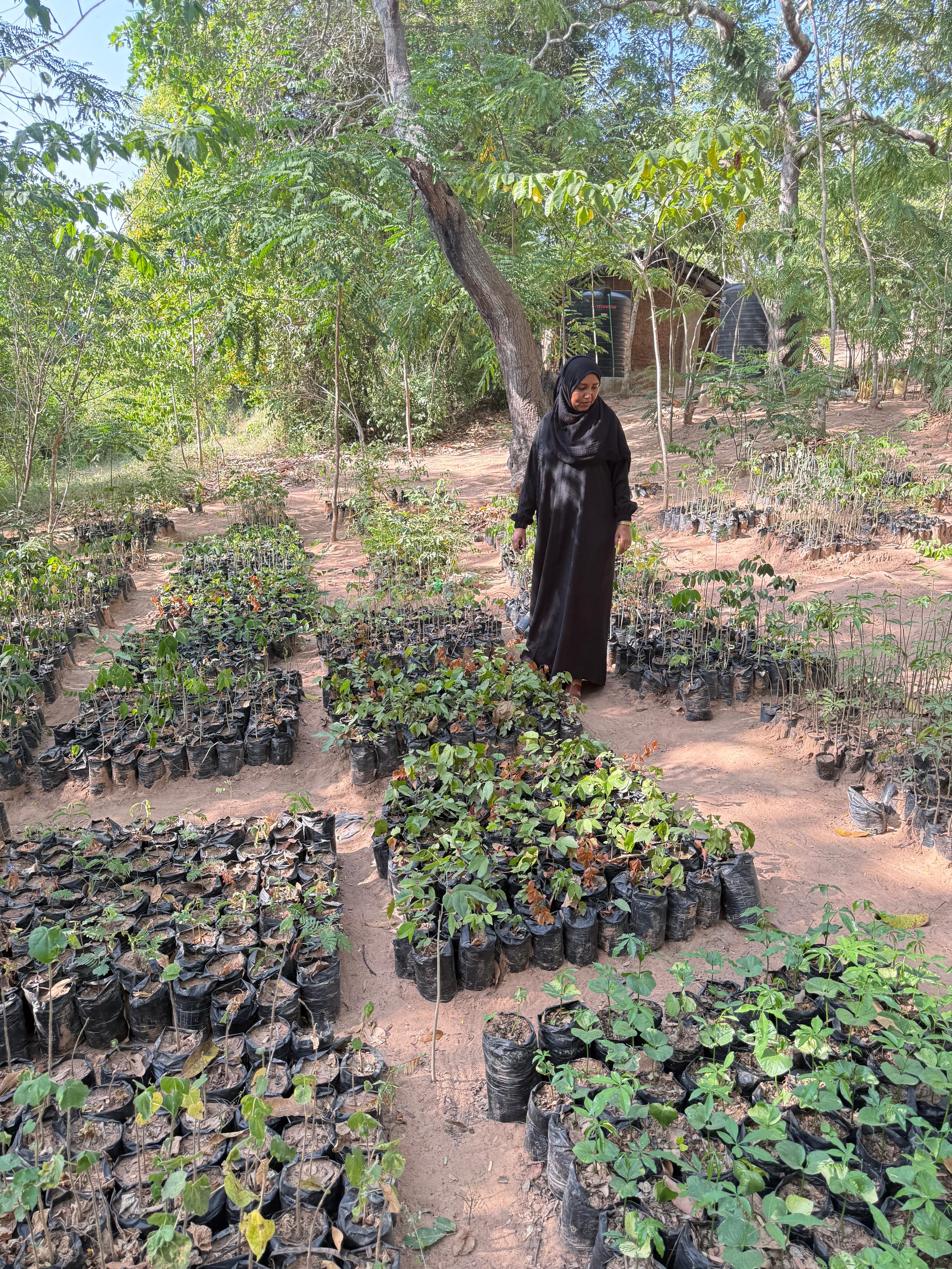 Community Tree Nursery Program